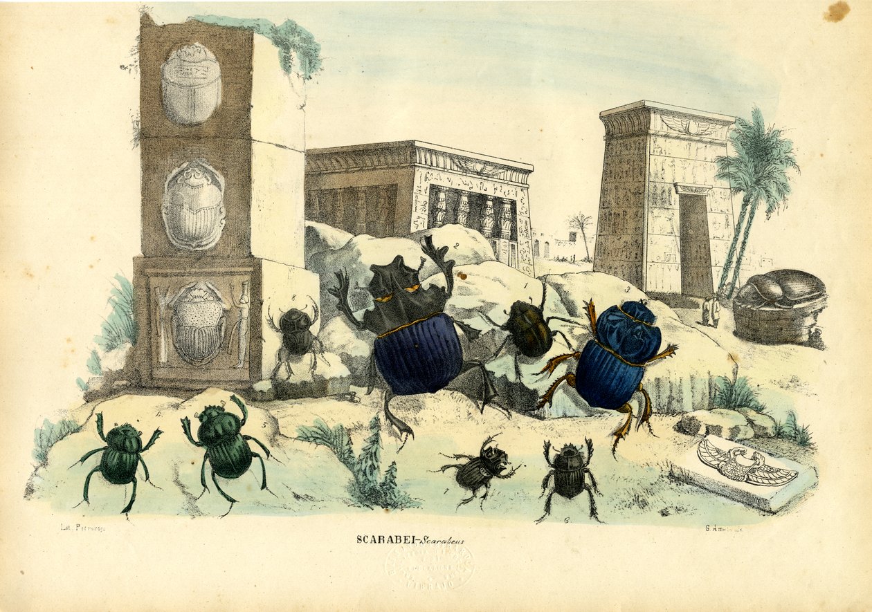 Skarabäuskäfer, 1863-79 von Raimundo Petraroja