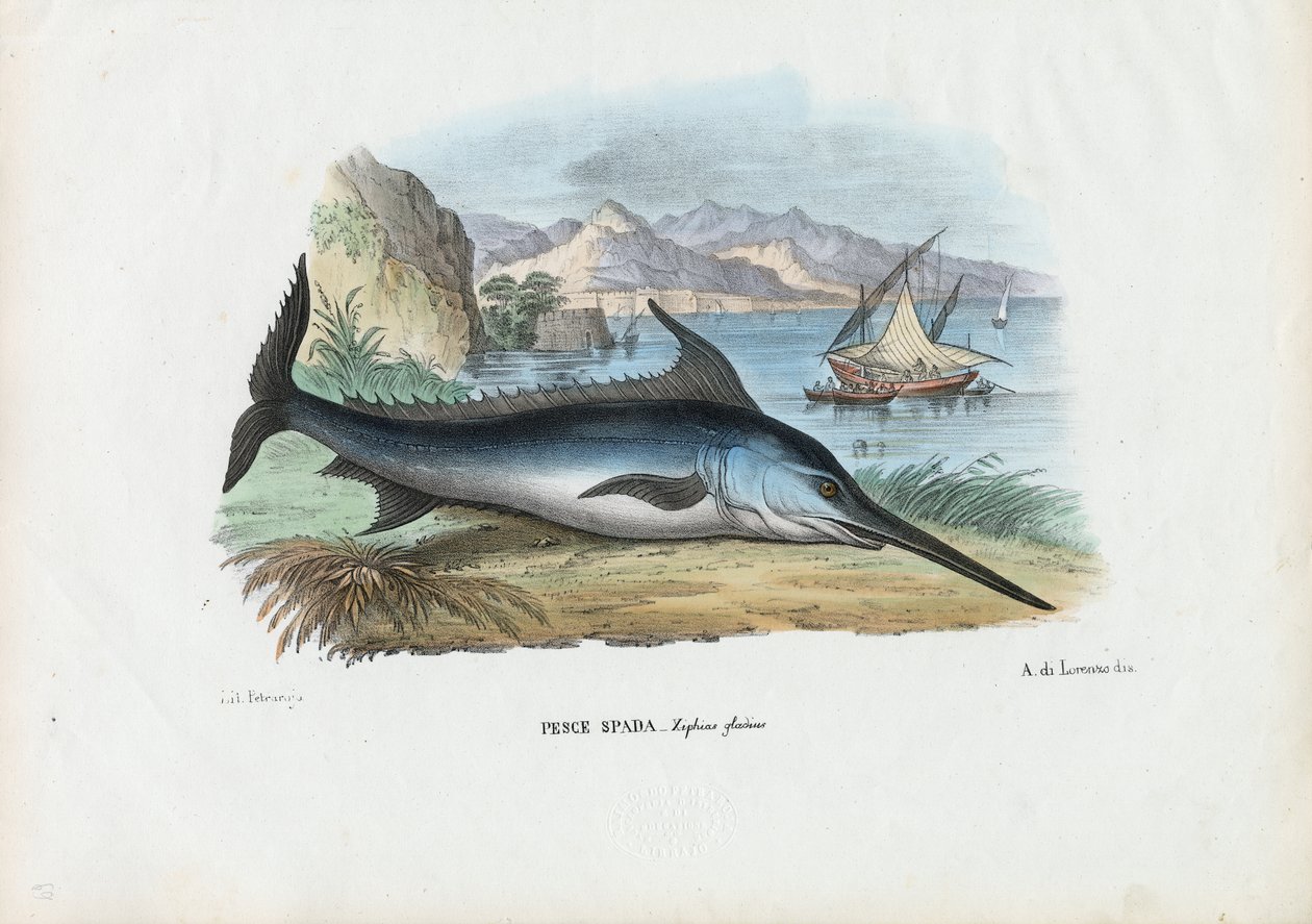 Schwertfisch, 1863-79 von Raimundo Petraroja