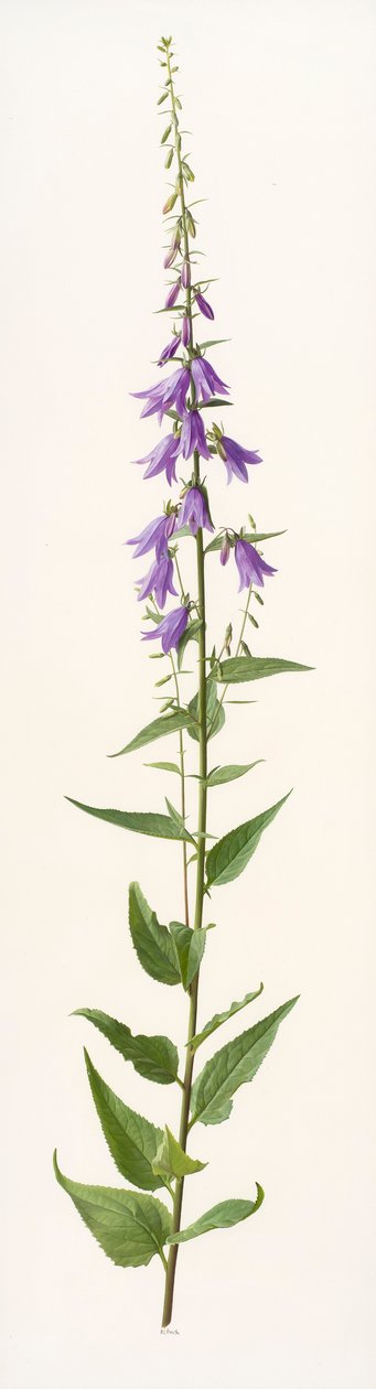 Adenophora-Art von Raymond Booth