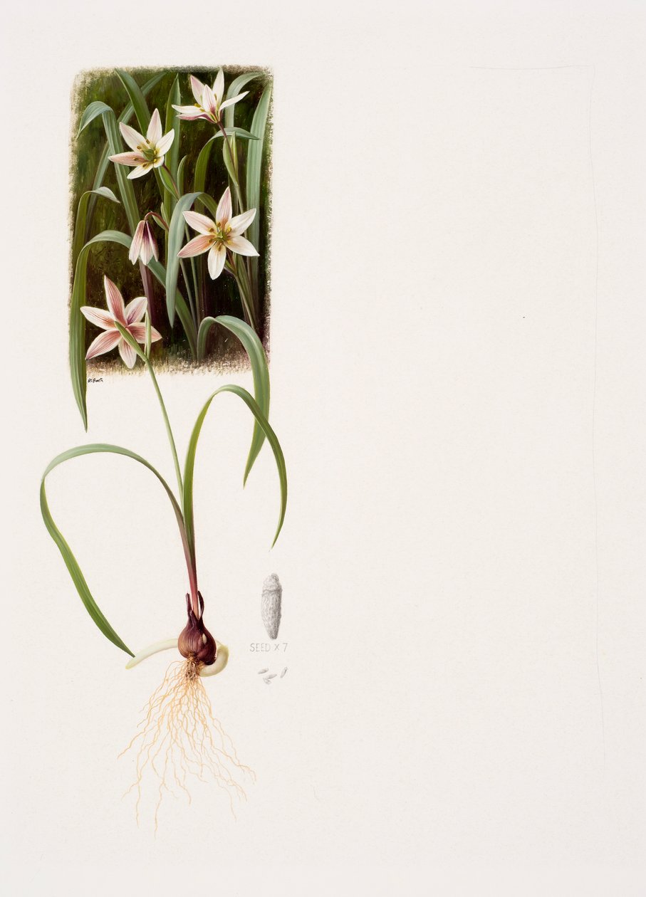 Amana edulis von Raymond Booth