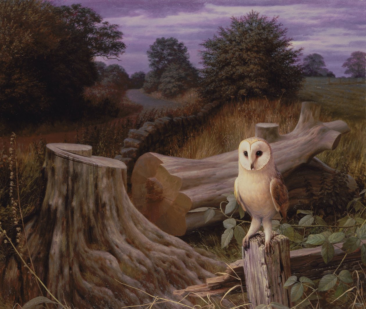 Schleiereule im Morgengrauen von Raymond Booth