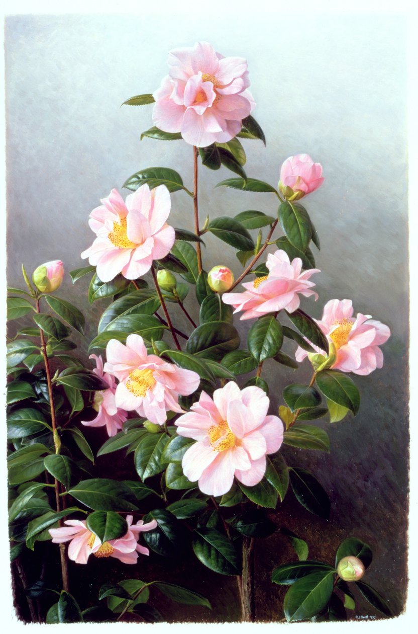 Kamelie Japonica Sorte von Raymond Booth