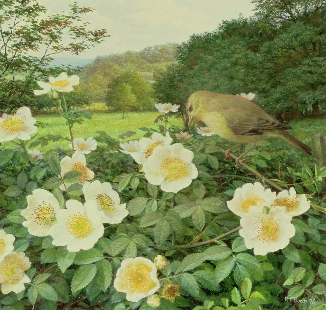 Feldrose und Weidenlaubsänger von Raymond Booth