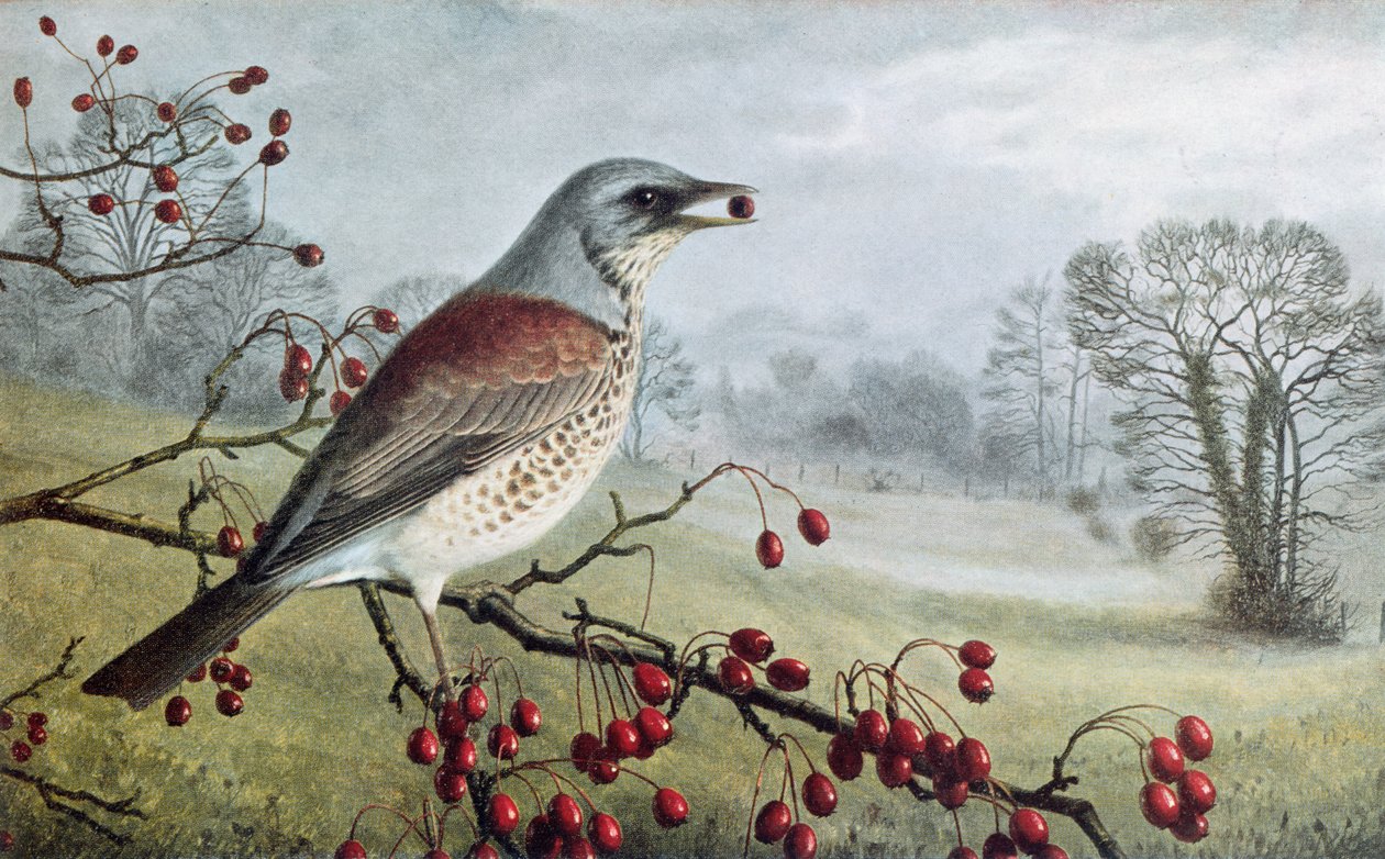 Wacholderdrossel von Raymond Booth