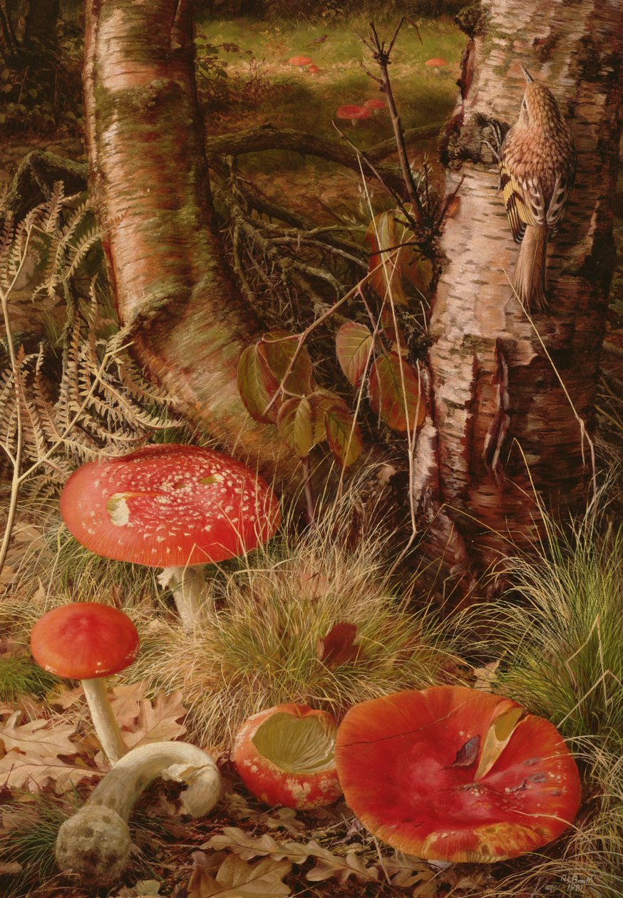 Fliegenpilze von Raymond Booth