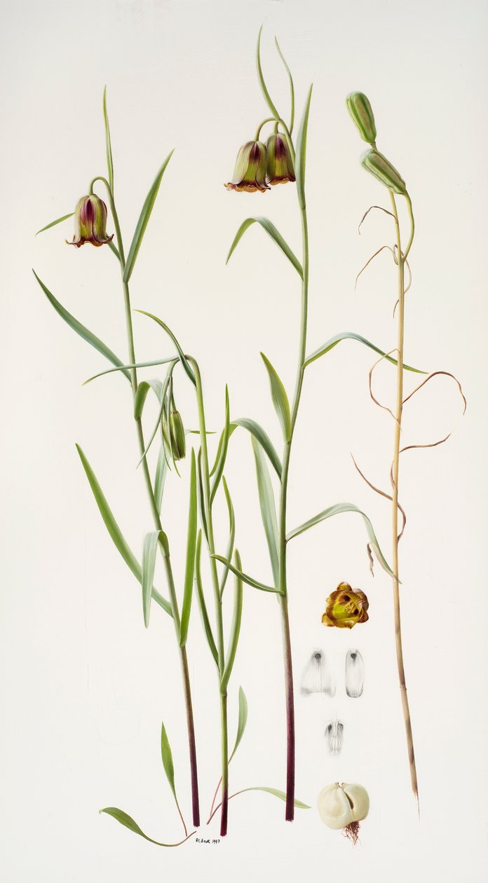Fritillaria von Raymond Booth