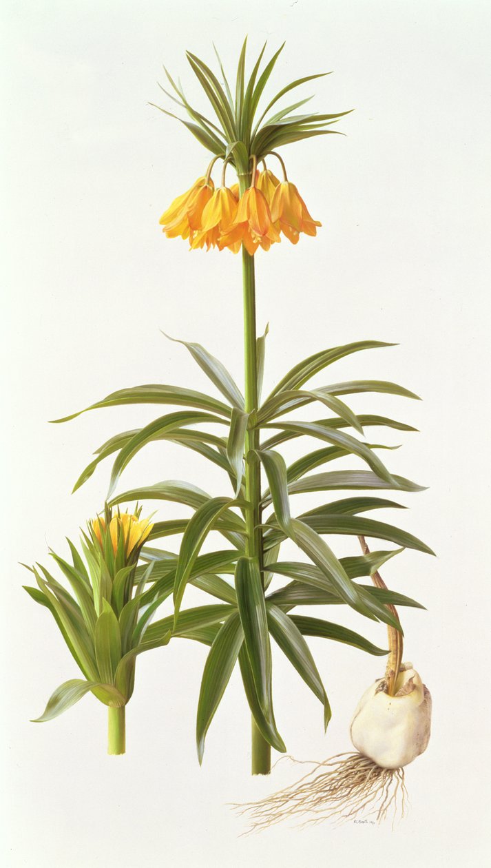 Fritillaria Eduardii von Raymond Booth