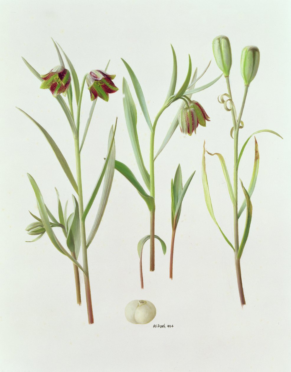 Fritillaria Kurdica von Raymond Booth