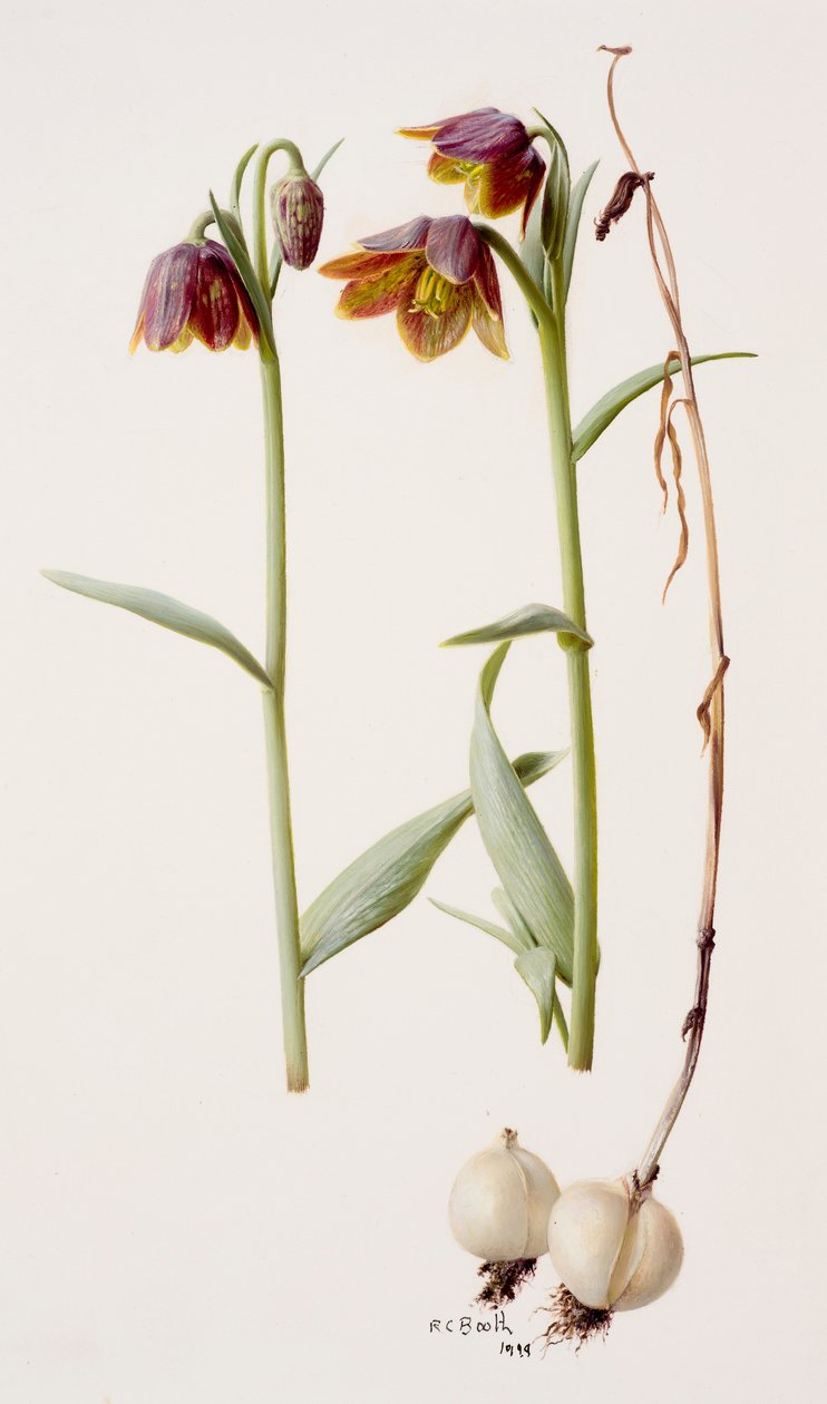 Fritillaria daviesii von Raymond Booth