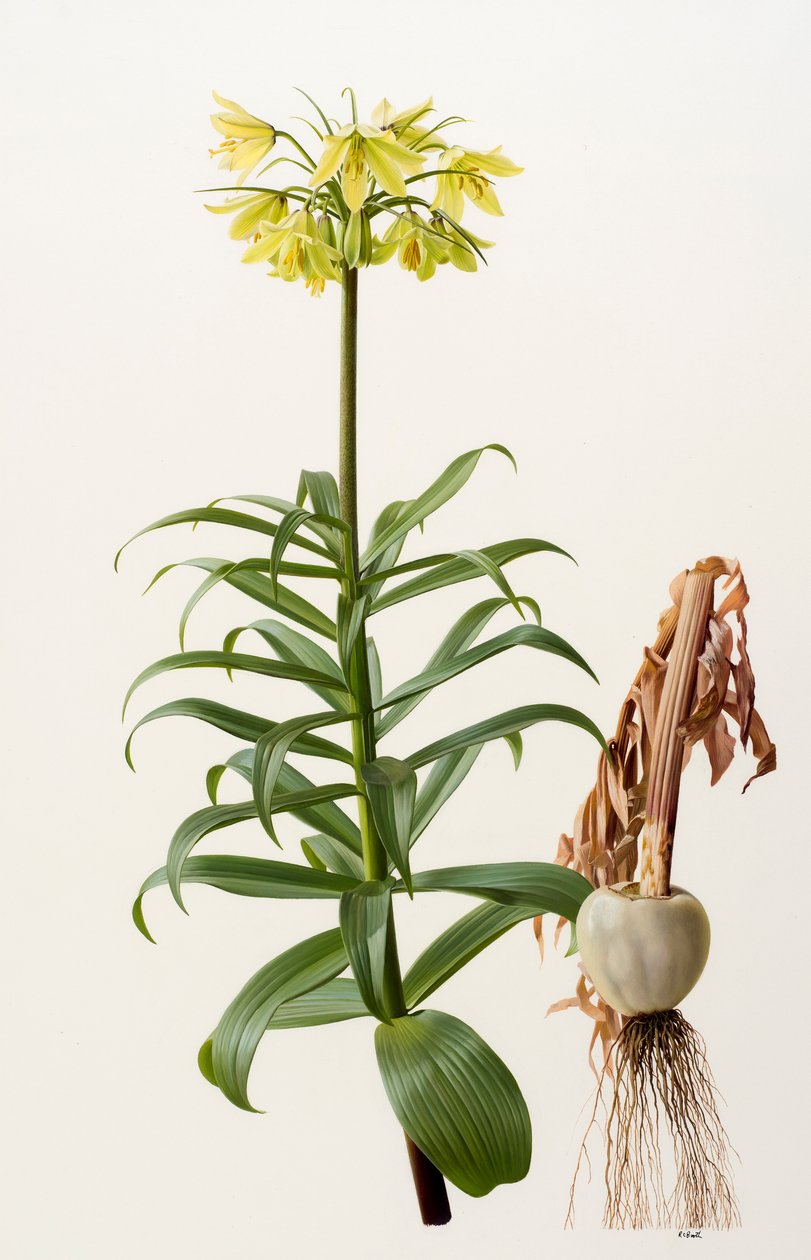 Fritillaria eduardii von Raymond Booth
