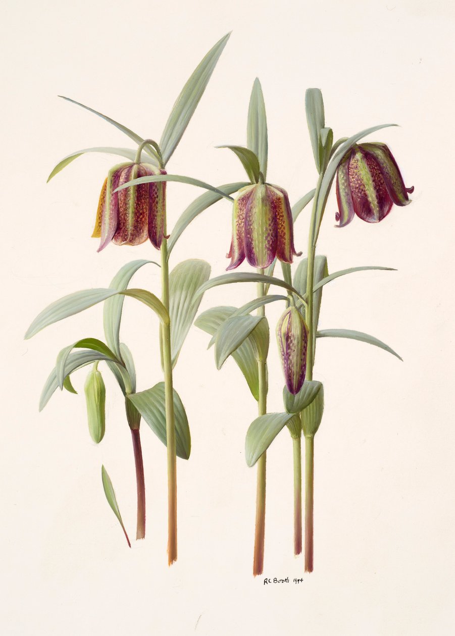 Fritillaria kotschyana von Raymond Booth