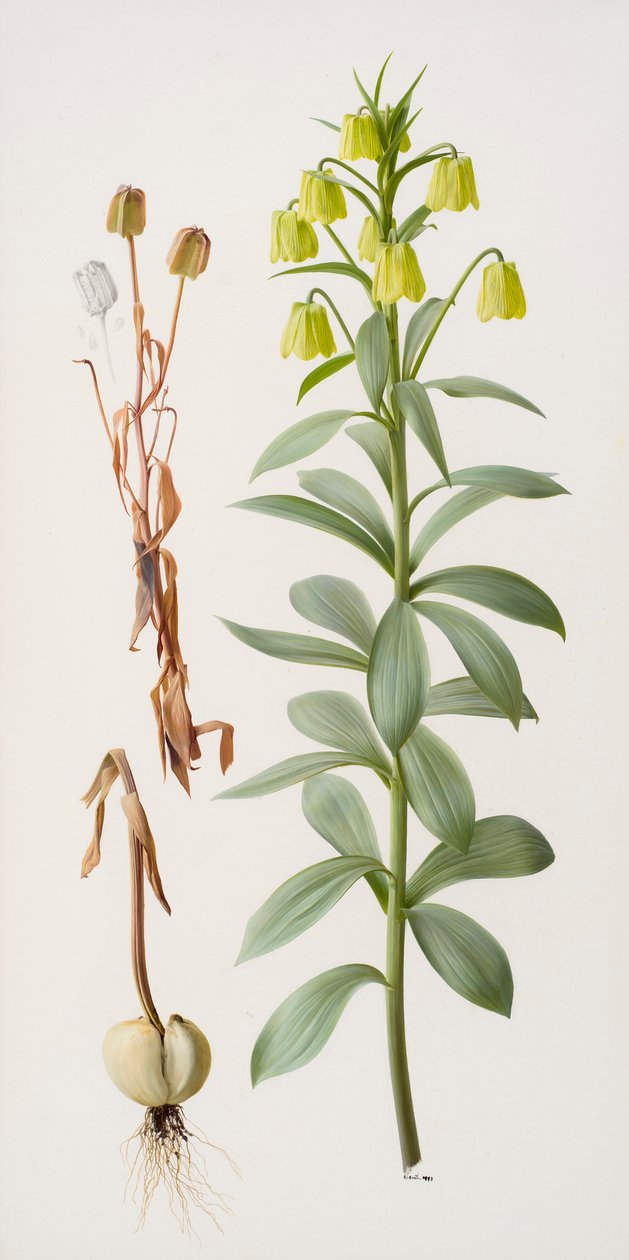 Fritillaria pallidiflora von Raymond Booth