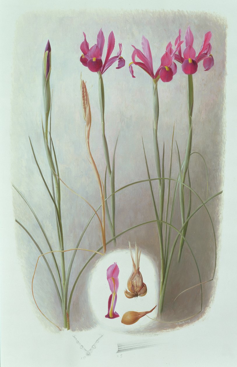 Iris Filifolia von Raymond Booth