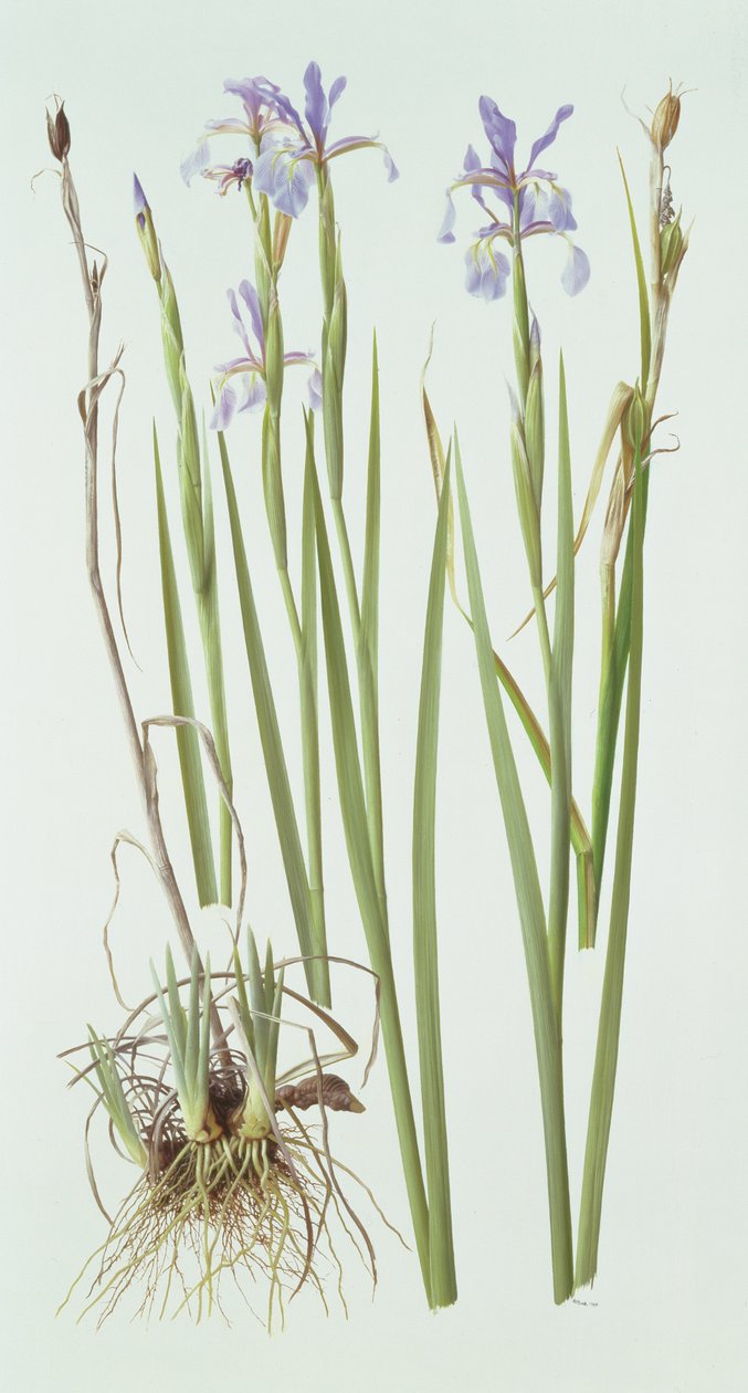 Iris Spuria von Raymond Booth