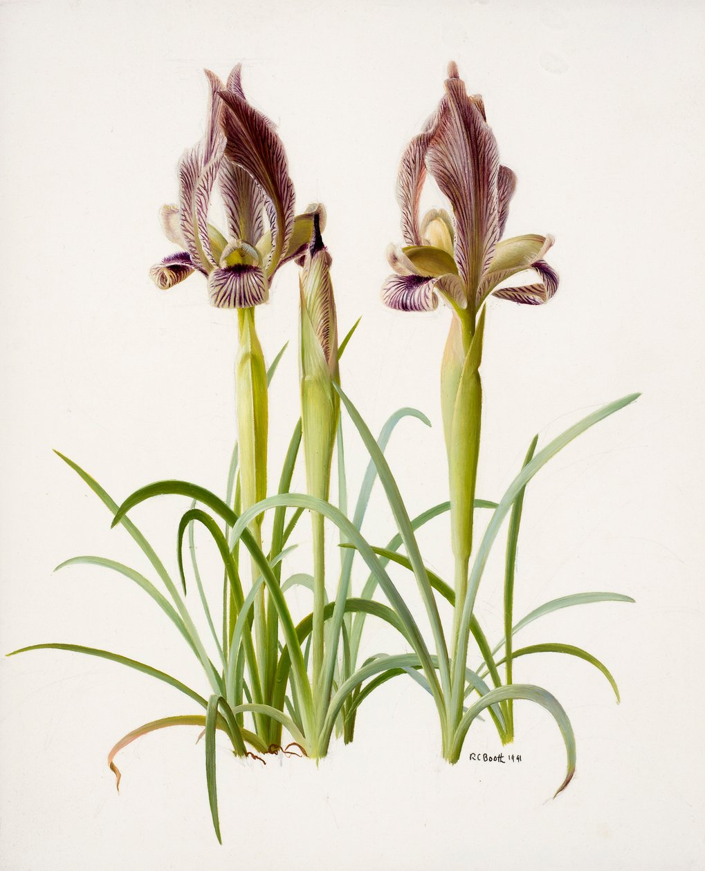 Iris acutiloba von Raymond Booth