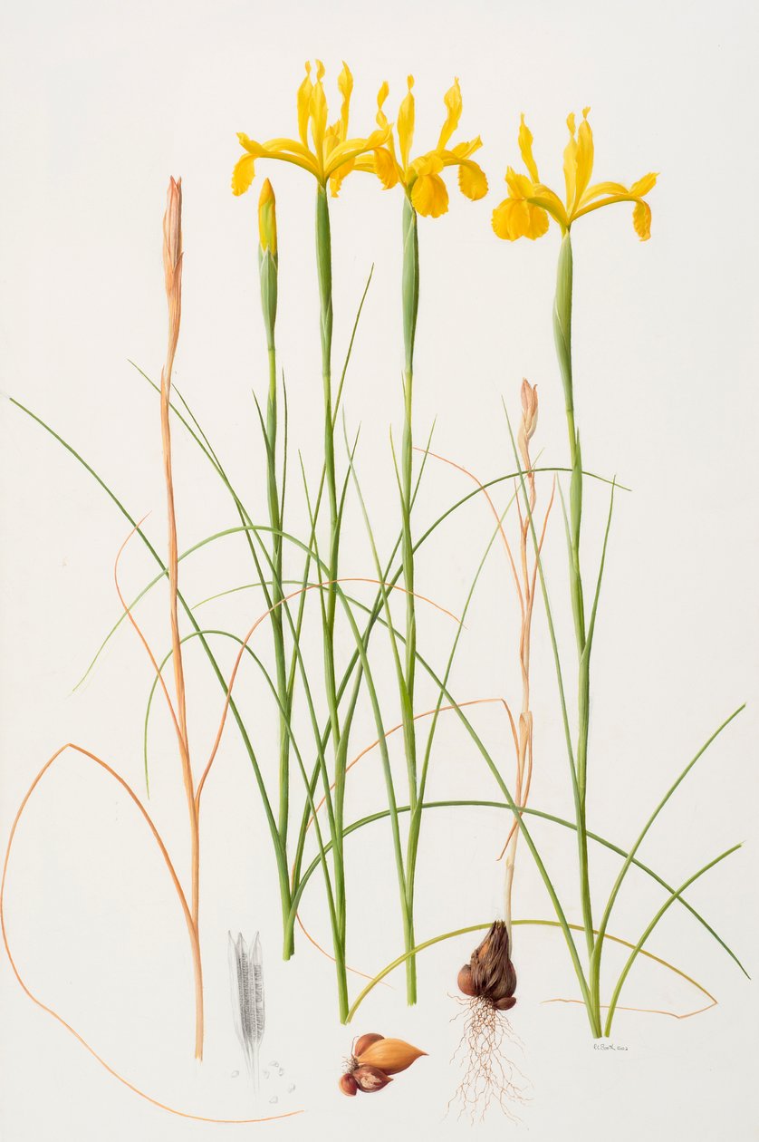 Iris spuria, 2002 von Raymond Booth