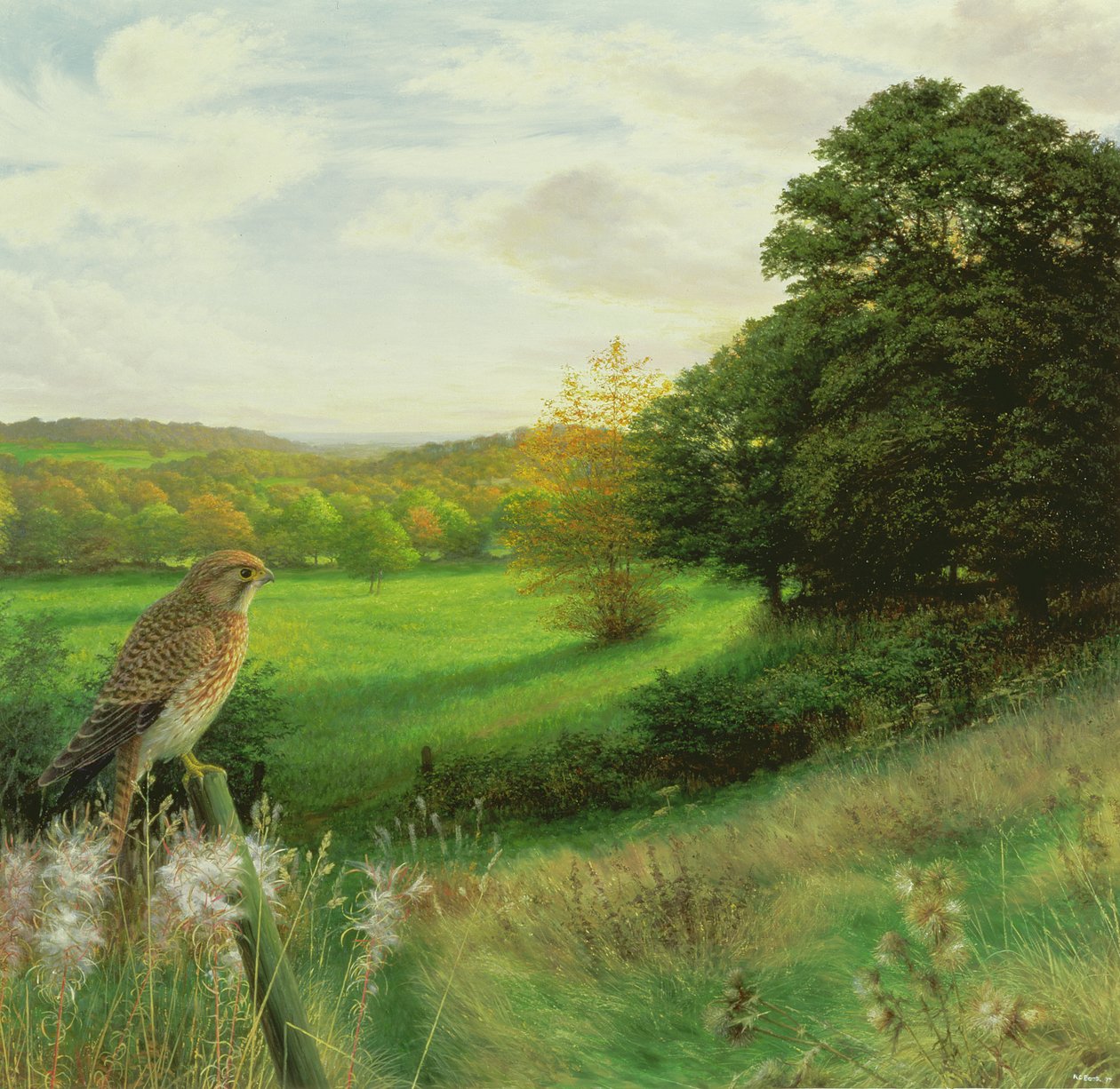 Turmfalke an einem späten Septemberabend von Raymond Booth