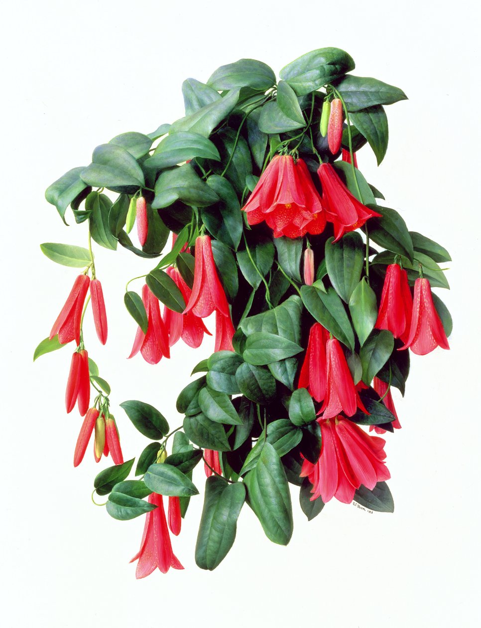 Lapegeria Rosea von Raymond Booth