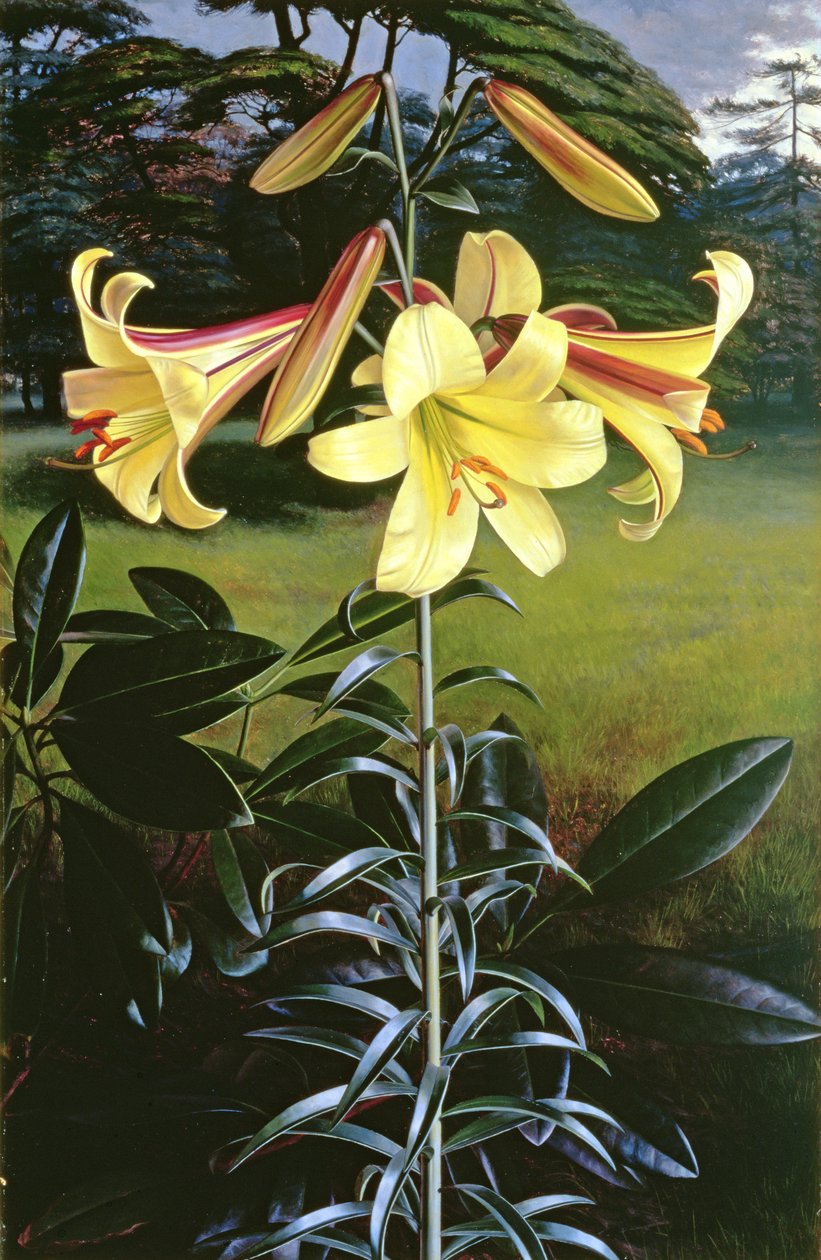 Lilium Golden Clarion von Raymond Booth