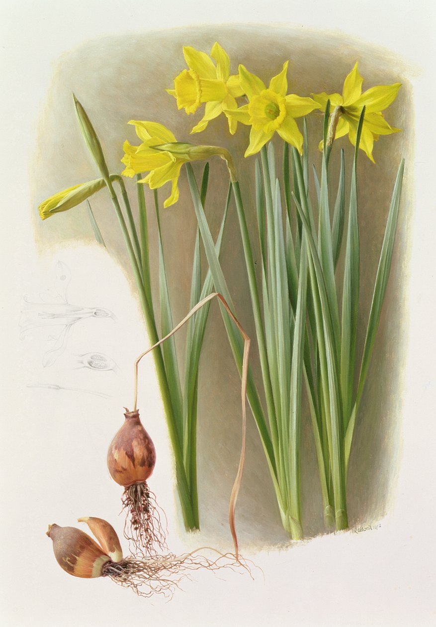 Narcissus Hispanicas Bujei von Raymond Booth