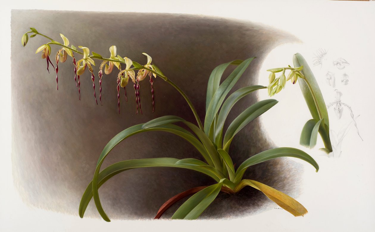 Orchideen von Raymond Booth
