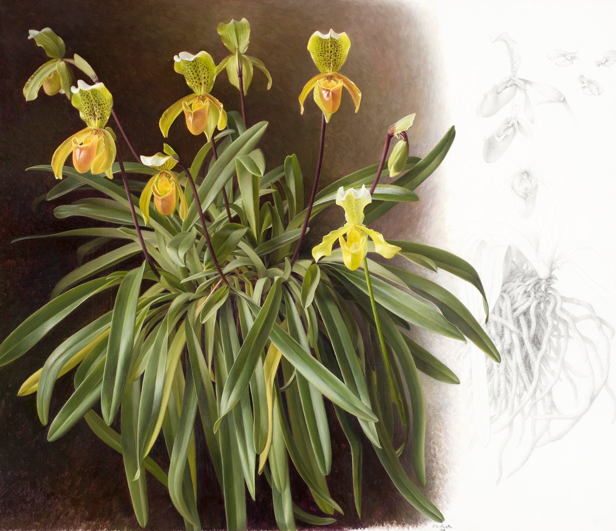 Orchideen von Raymond Booth