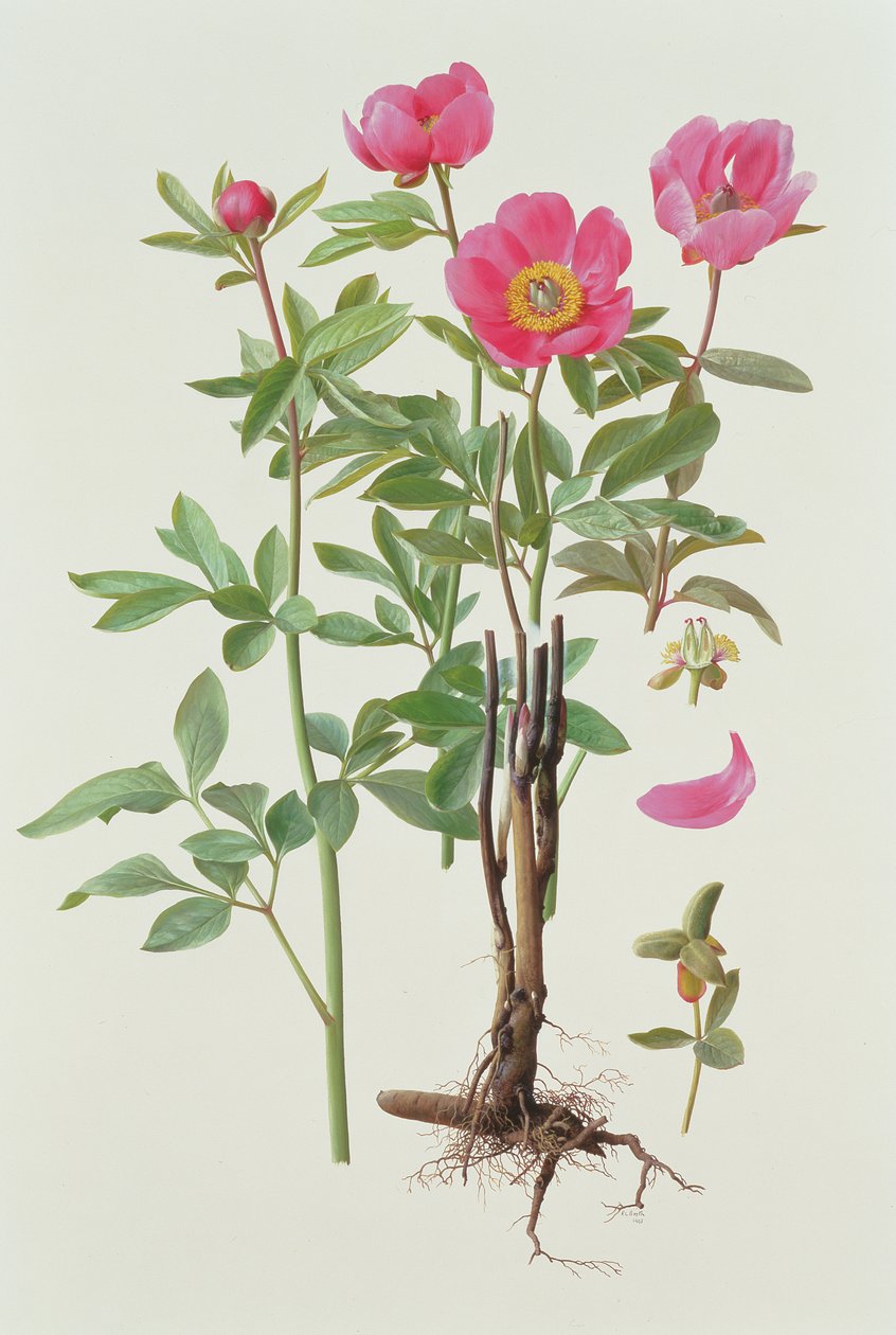 Paeonie Arietina von Raymond Booth