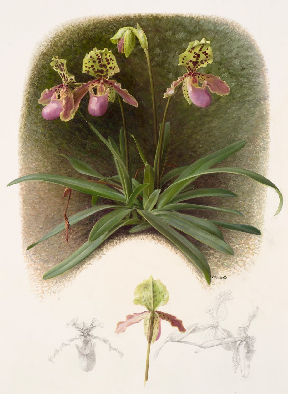 Paphiopedilum henryi von Raymond Booth