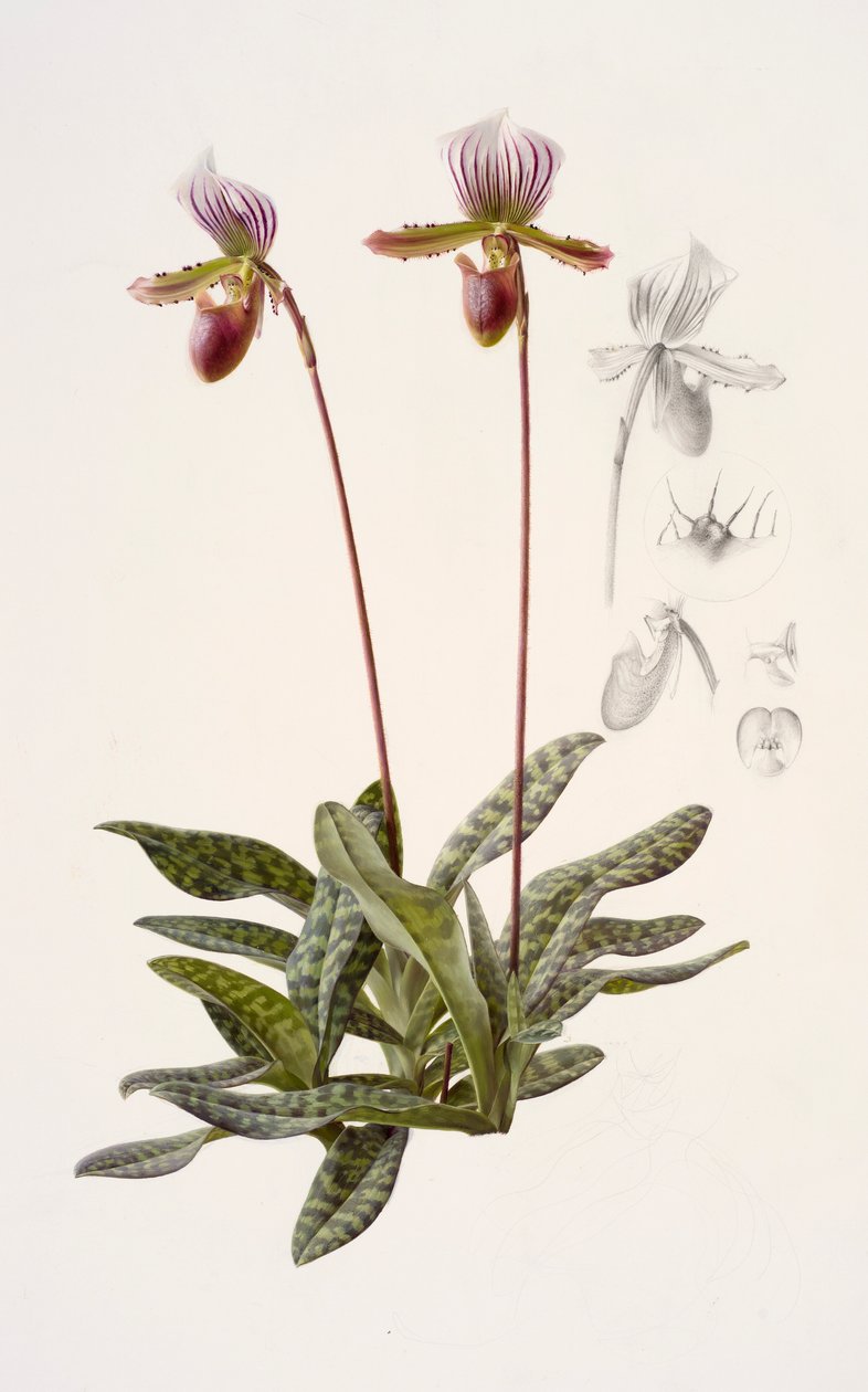 Paphiopedilum barbatum von Raymond Booth