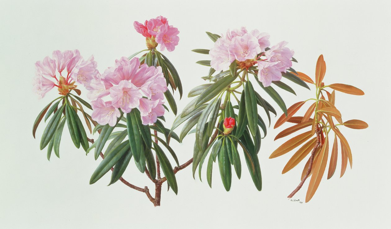 Rhododendron Metternichii Micranthum von Raymond Booth