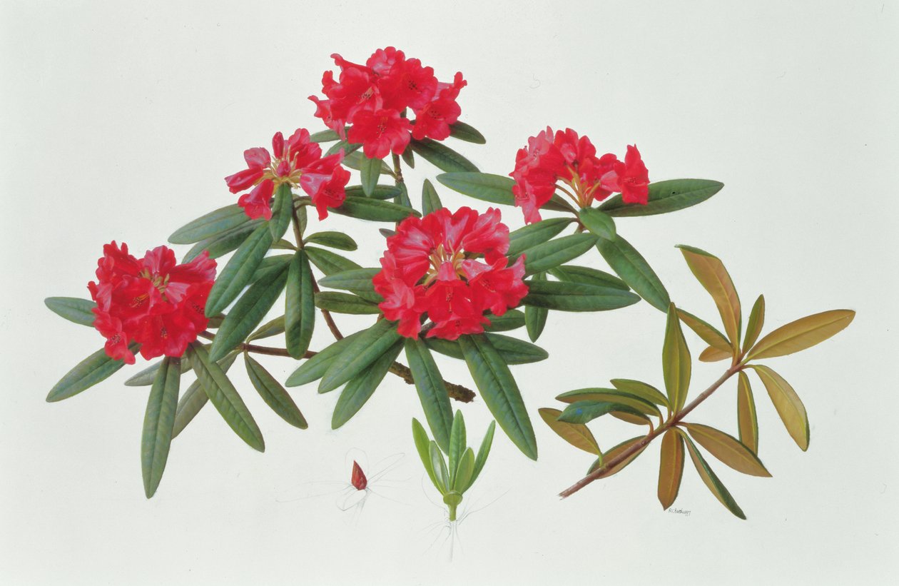 Rhododendron Microgynum von Raymond Booth