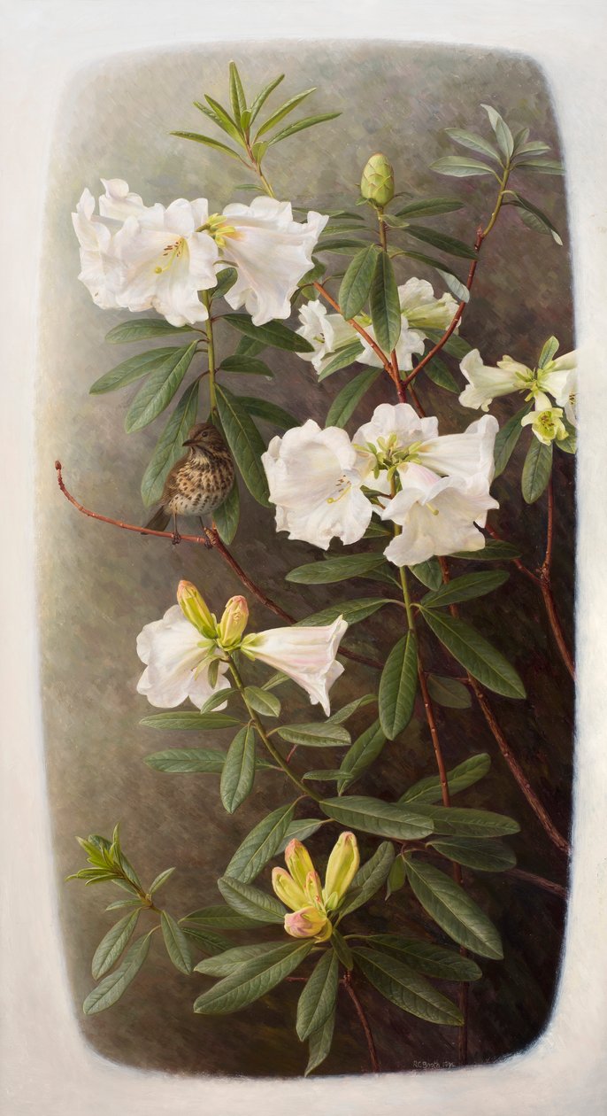 Rhododendron lindleyi von Raymond Booth