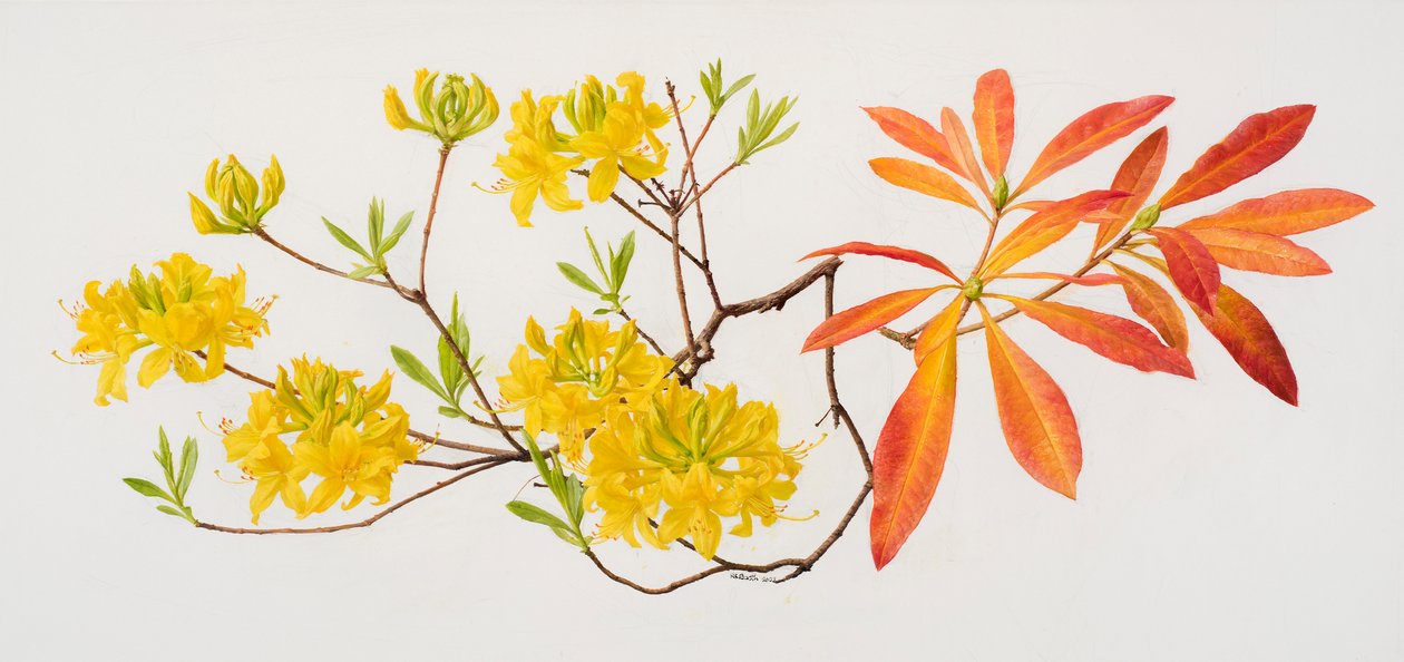 Rhododendron uteum von Raymond Booth