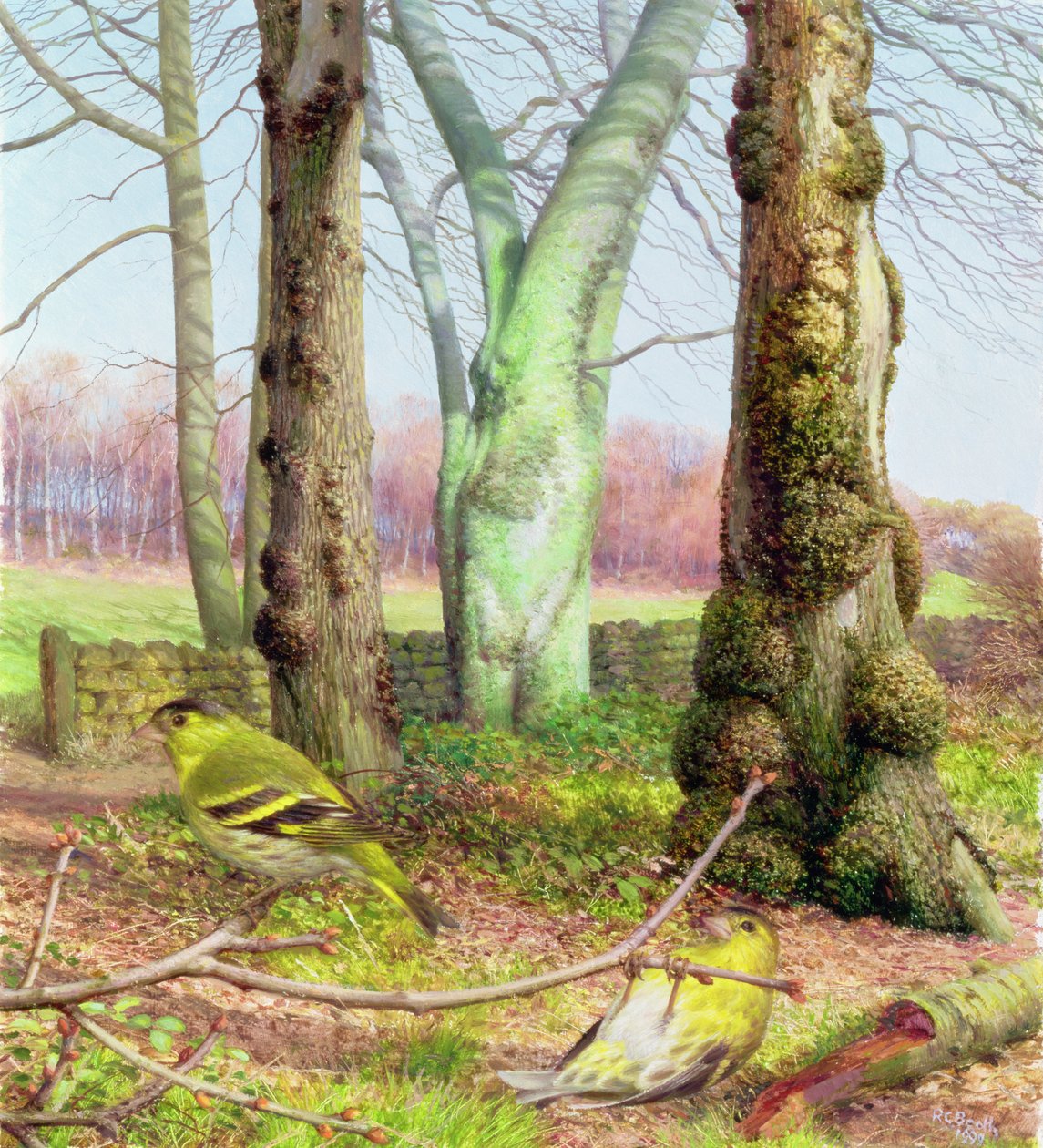 Erlenzeisige an einem Märzmorgen von Raymond Booth