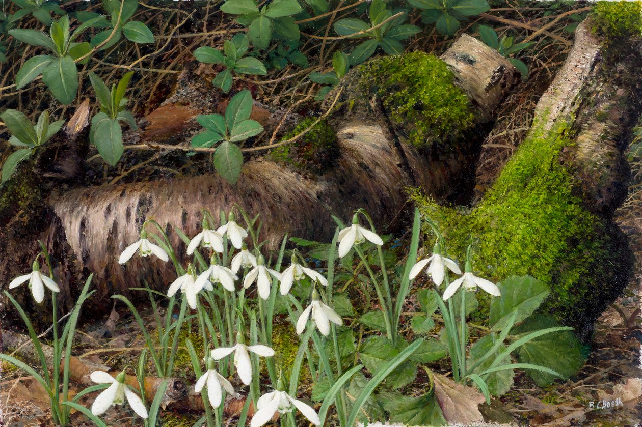 Schneeglöckchen von Raymond Booth