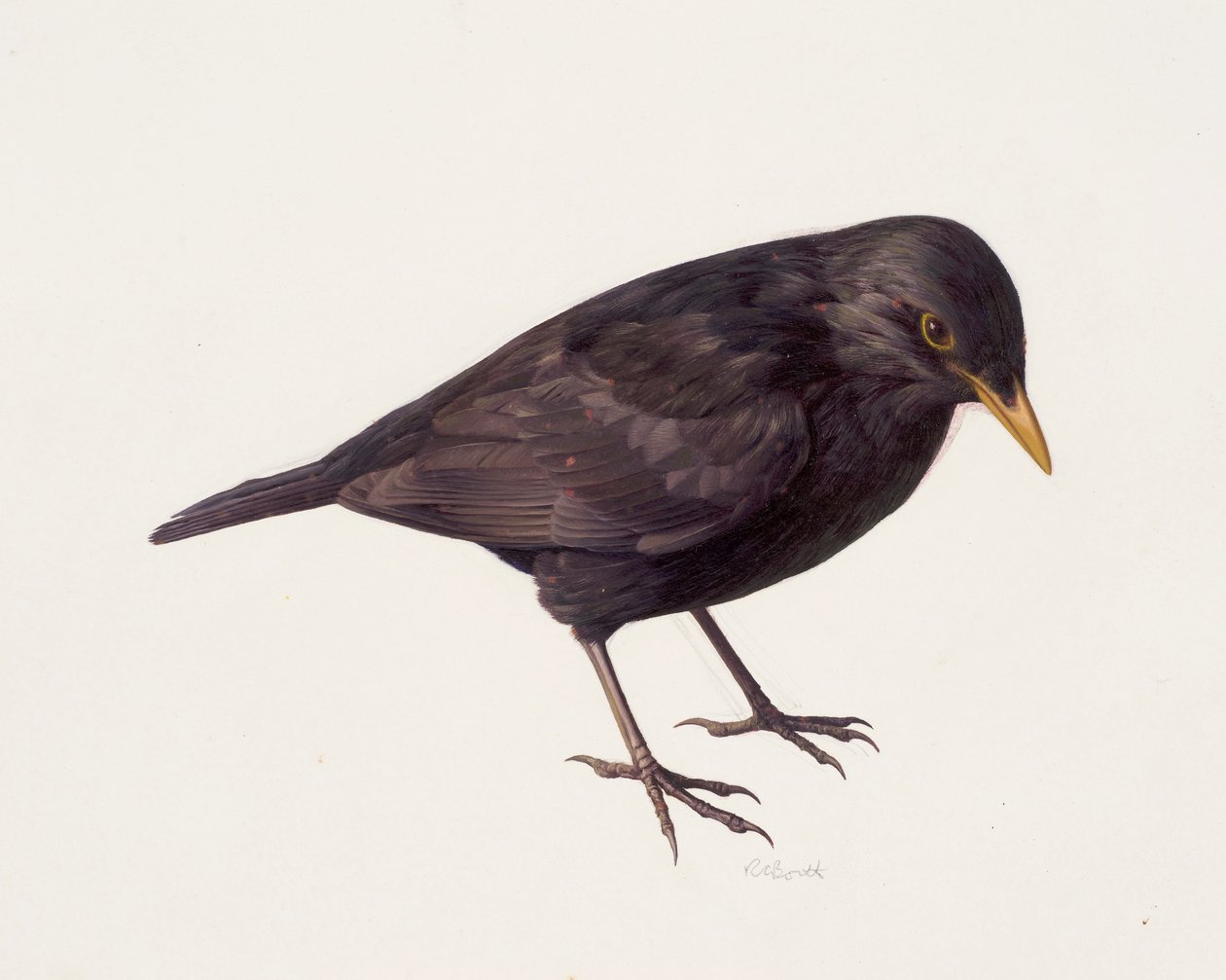 Studie eines Amsels von Raymond Booth