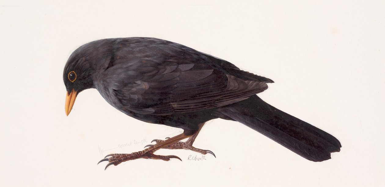Studie einer Amsel von Raymond Booth