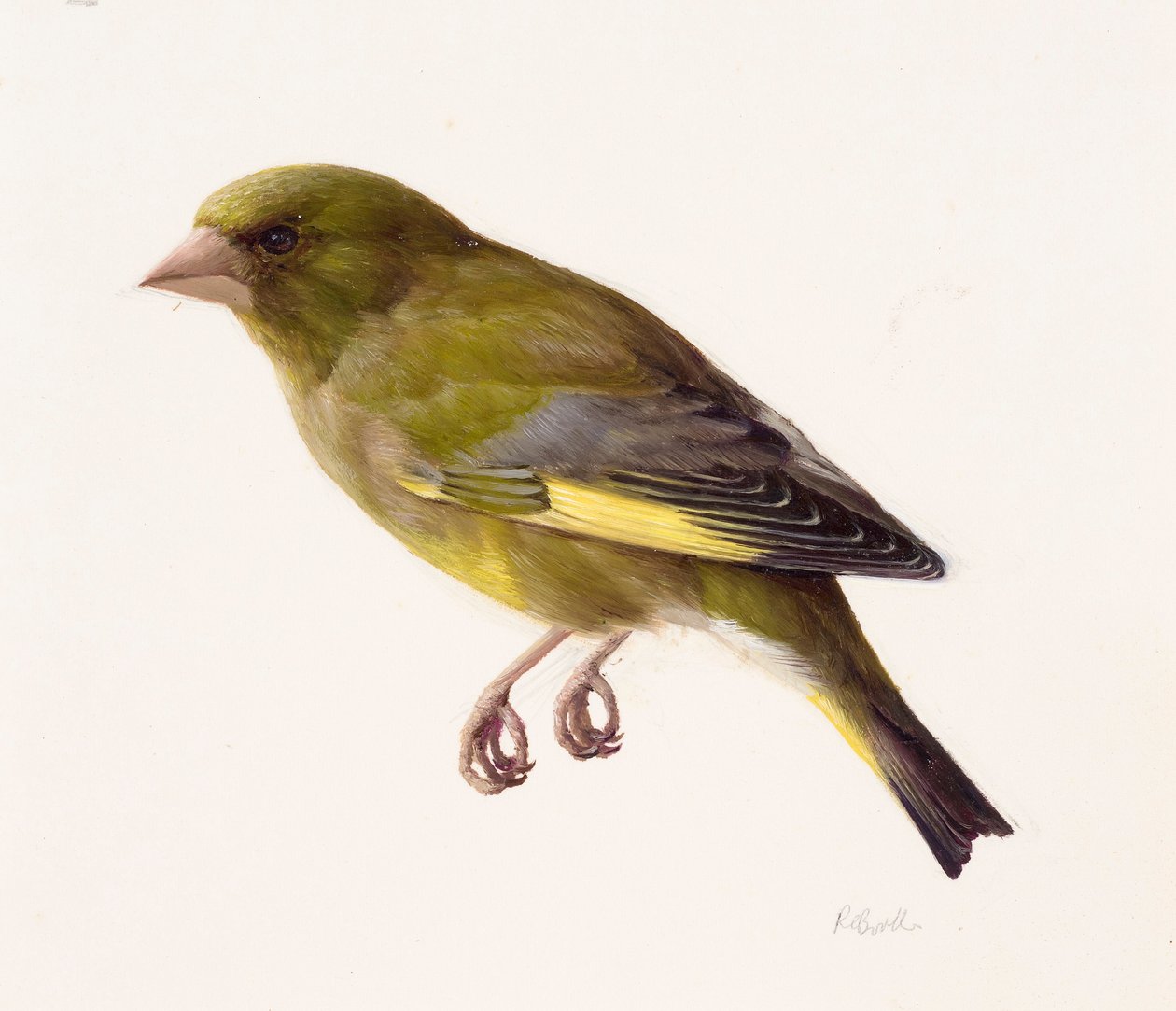 Studie eines Grünfinks von Raymond Booth