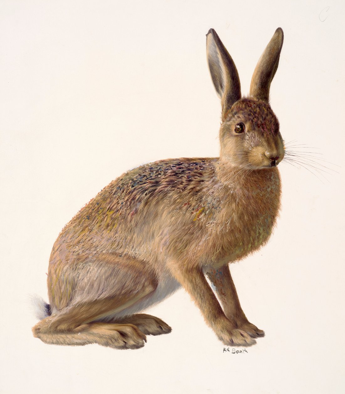 Studie eines Hasen von Raymond Booth