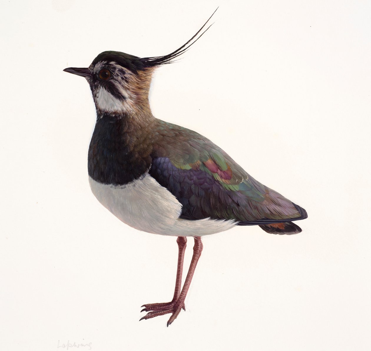 Studie eines Kiebitz von Raymond Booth