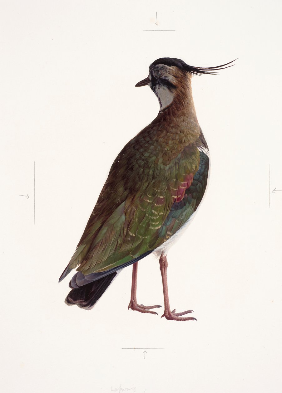 Studie eines Kiebitz von Raymond Booth