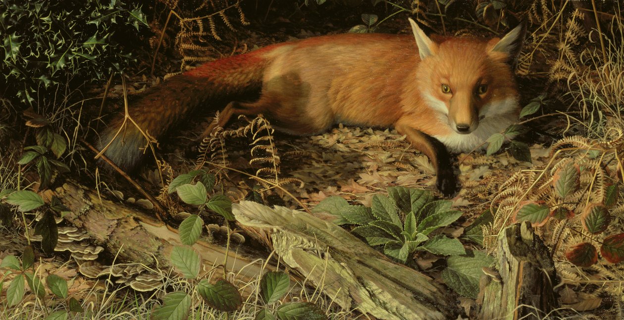 Der Fuchs von Raymond Booth