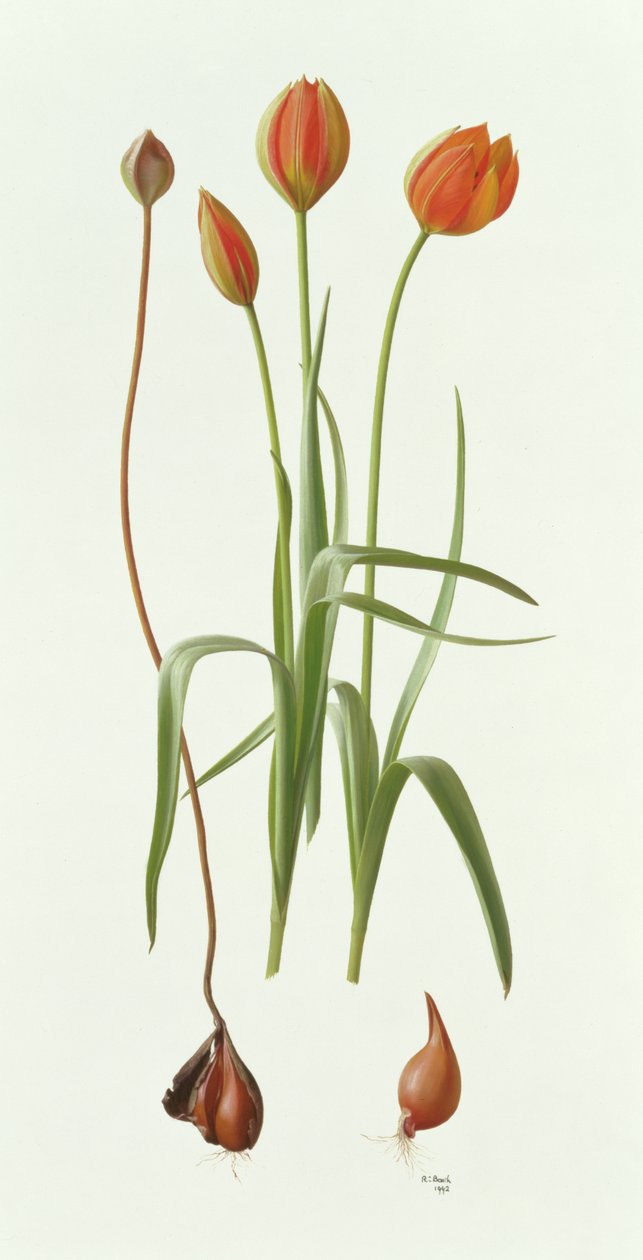 Tulipa Whittallii von Raymond Booth