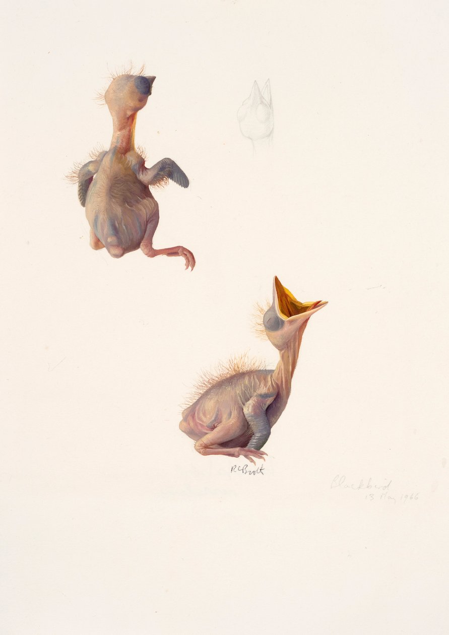 Zwei Studien eines Amseljungen von Raymond Booth