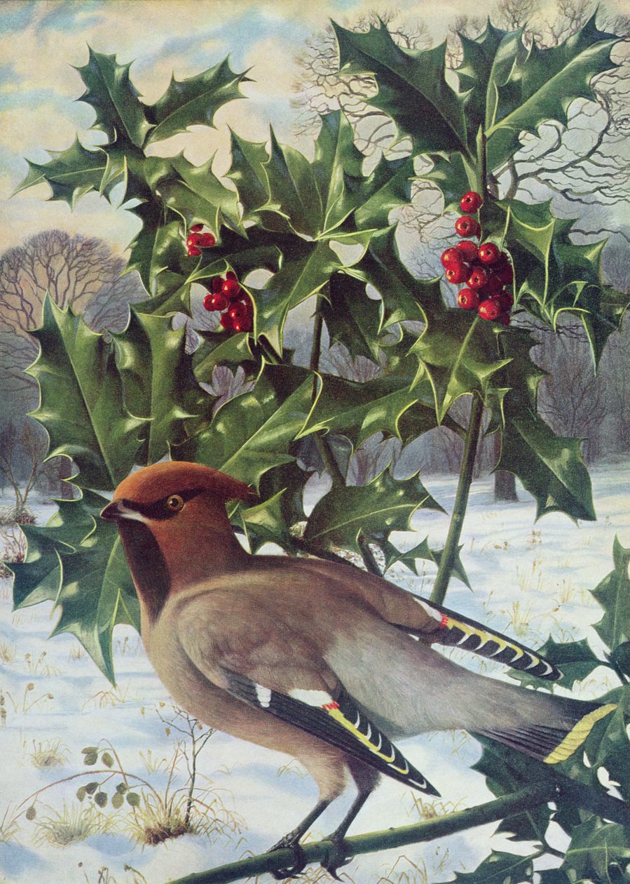 Seidenschwanz von Raymond Booth