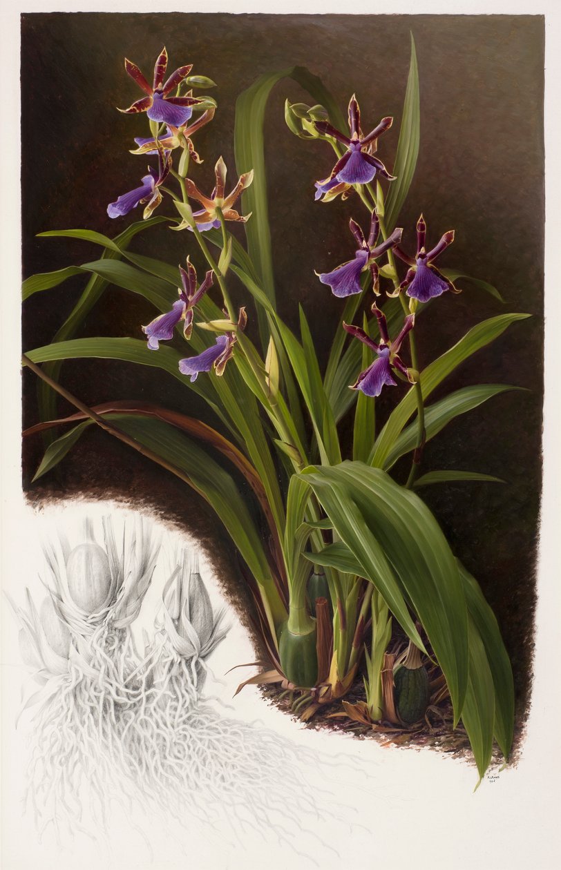 Zygopetalum-Hybride von Raymond Booth