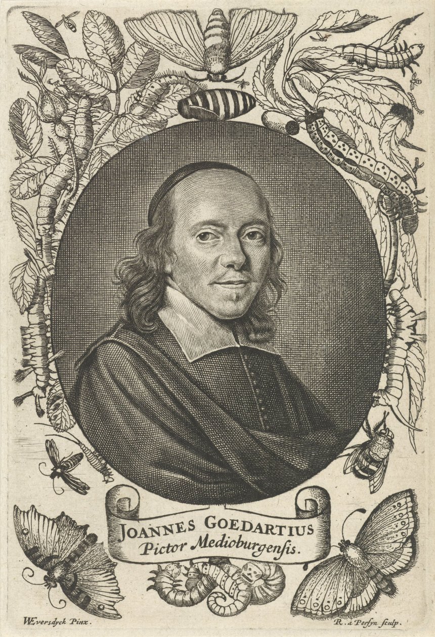 Johannes Goedaert (1617-1668) aus Middelburg von Reinier van Persijn