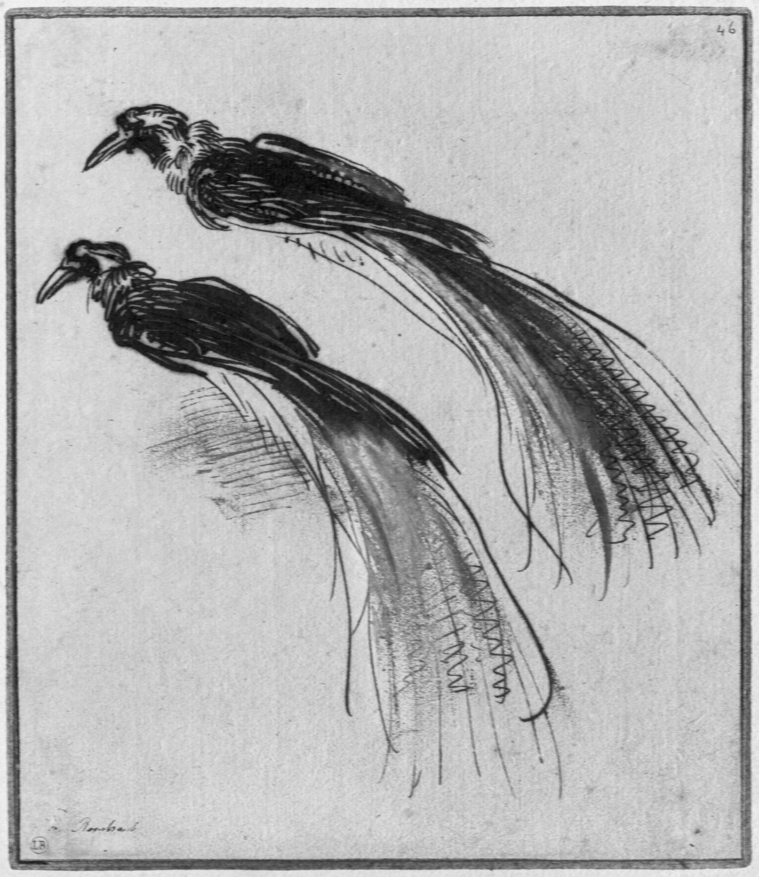 Vögel von Rembrandt van Rijn