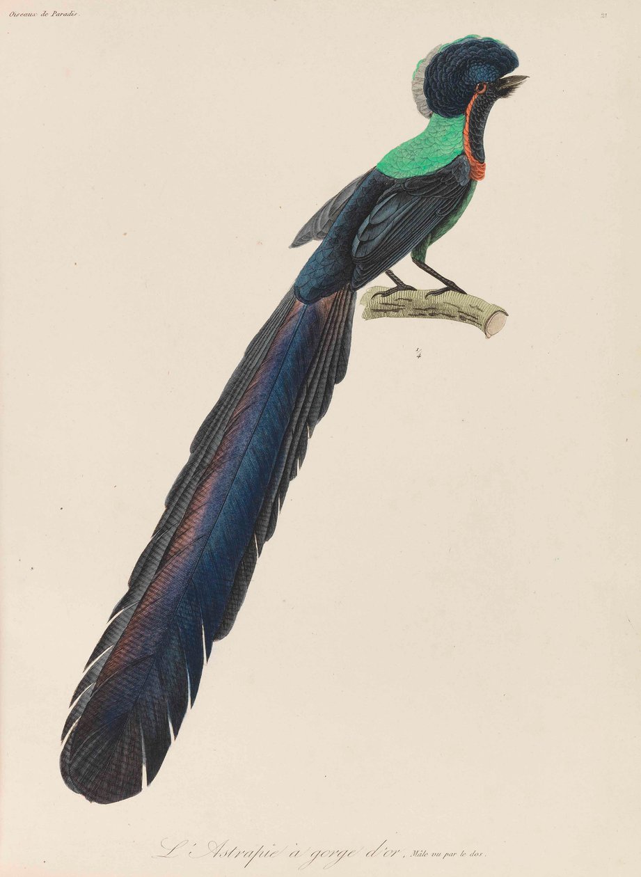 Paradiesvogel, 1835 von René Primevère Lesson