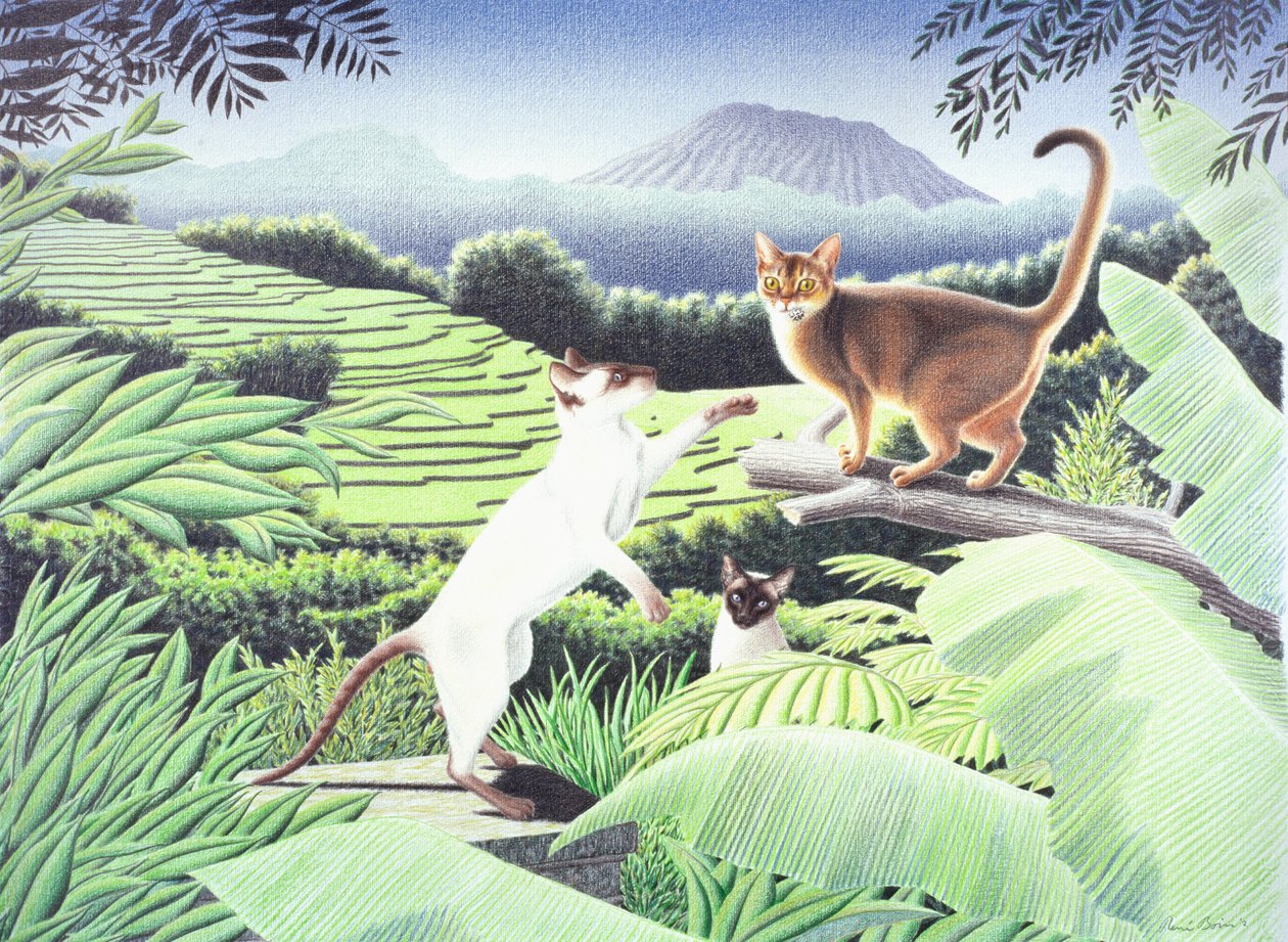 Bali von Rene Boin